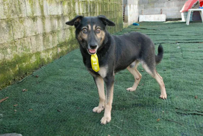 Cachorro ra a SRD idade 6 ou mais anos nome Richard - Uma graça!