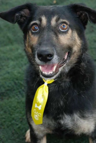 Cachorro ra a SRD idade 6 ou mais anos nome Richard - Uma graça!