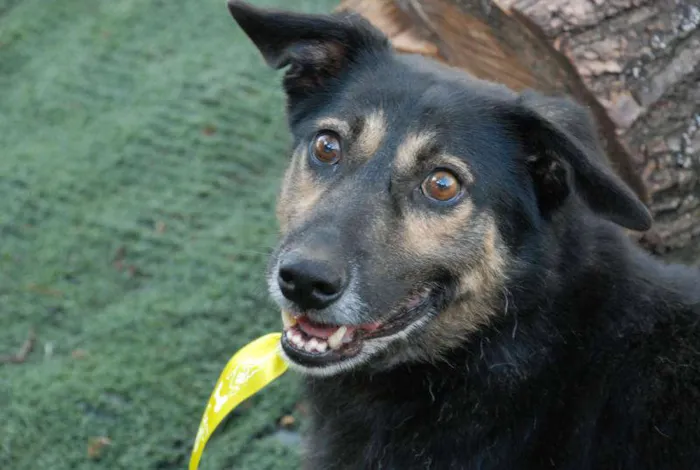 Cachorro ra a SRD idade 6 ou mais anos nome Richard - Uma graça!