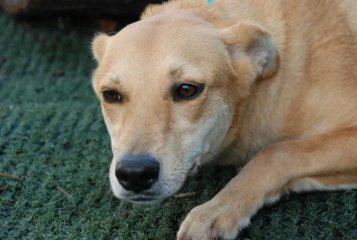 Cachorro ra a SRD idade 1 ano nome Athena - Boazinhaa!