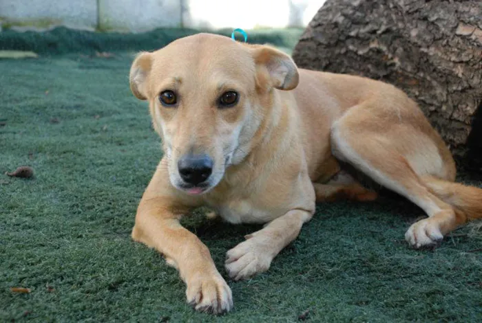 Cachorro ra a SRD idade 1 ano nome Athena - Boazinhaa!