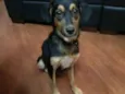 Pretinha