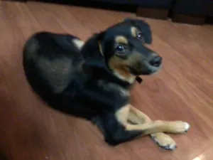 Cachorro raça SRD idade 1 ano nome Pretinha