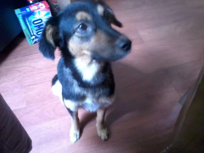 Cachorro ra a SRD idade 1 ano nome Pretinha