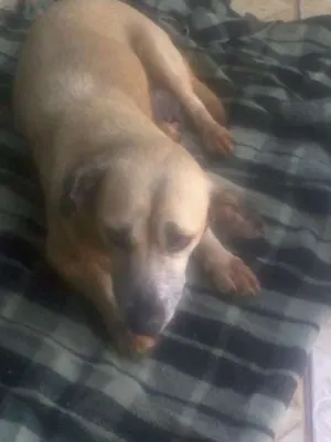 Cachorro raça SRD idade 3 anos nome Encontrada