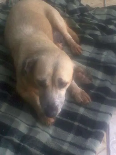 Cachorro ra a SRD idade 3 anos nome Encontrada