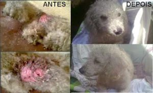 Cachorro raça poodle idade  nome Nina