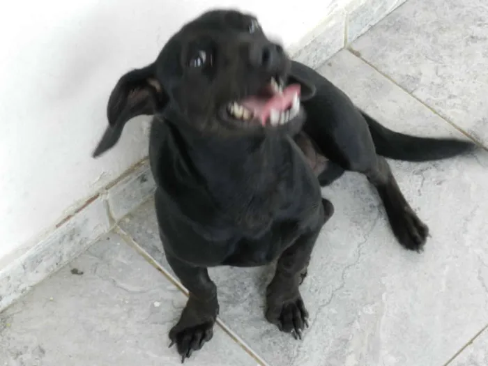 Cachorro ra a Dashound idade 7 a 11 meses nome Billie