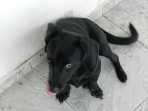 Cachorro raça Dashound idade 7 a 11 meses nome Billie