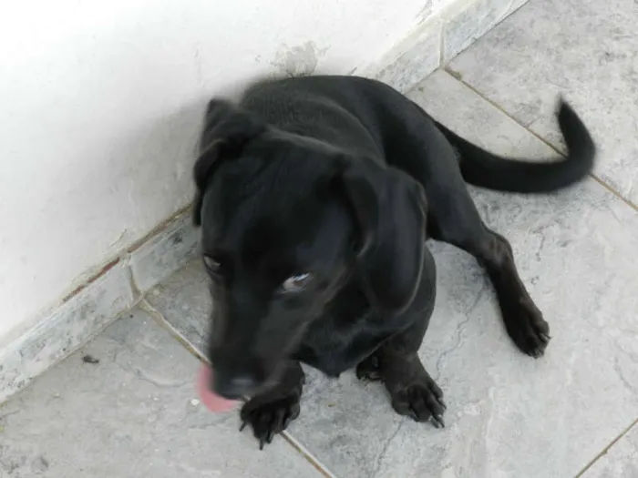 Cachorro ra a Dashound idade 7 a 11 meses nome Billie