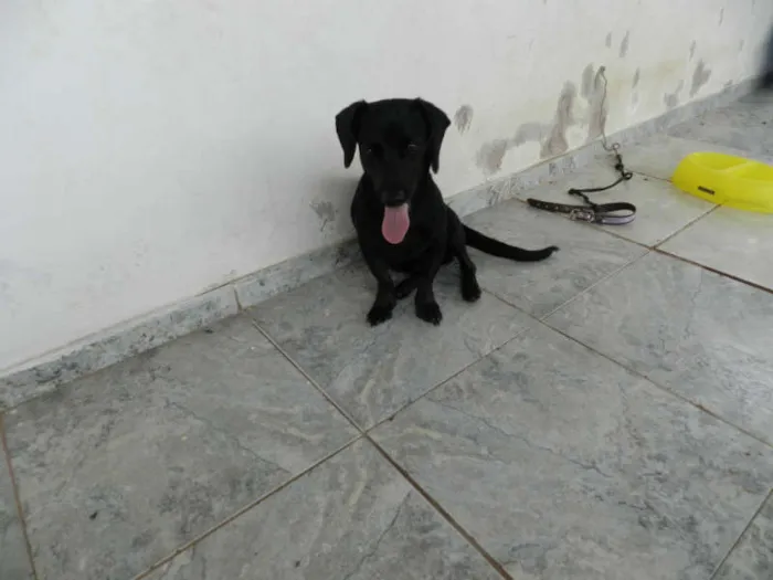 Cachorro ra a Dashound idade 7 a 11 meses nome Billie