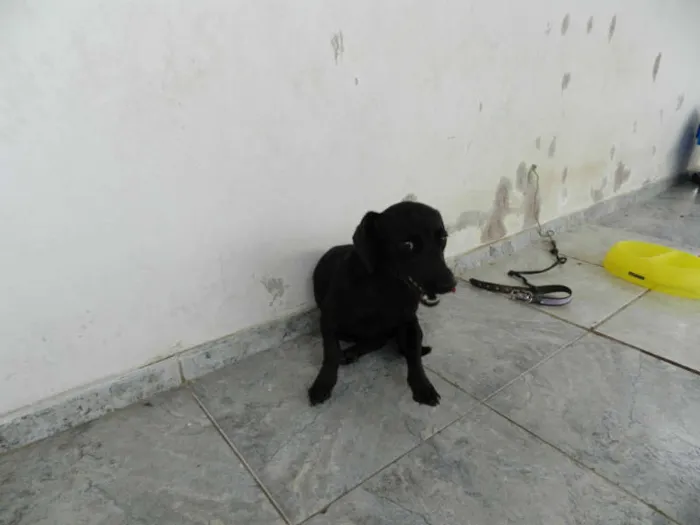 Cachorro ra a Dashound idade 7 a 11 meses nome Billie