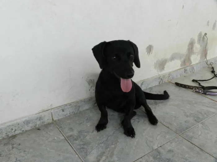 Cachorro ra a Dashound idade 7 a 11 meses nome Billie