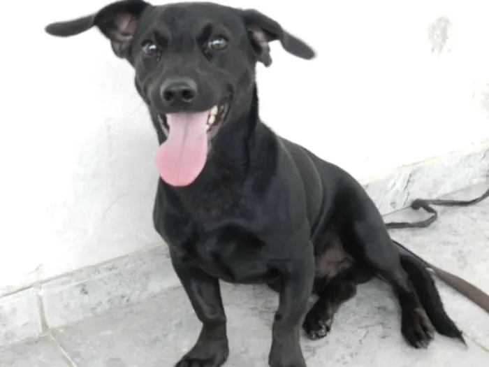 Cachorro ra a Dashound idade 7 a 11 meses nome Billie