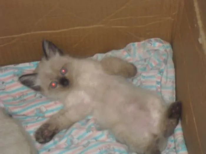 Gato ra a  idade 2 a 6 meses nome varios