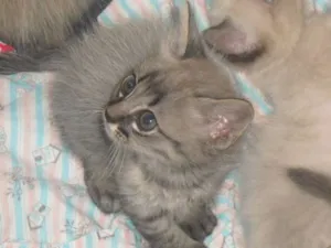 Gato raça  idade 2 a 6 meses nome varios