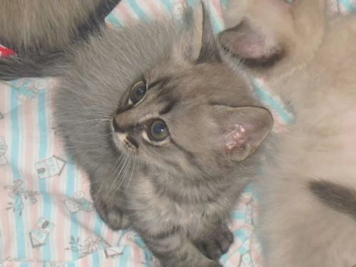 Gato ra a  idade 2 a 6 meses nome varios