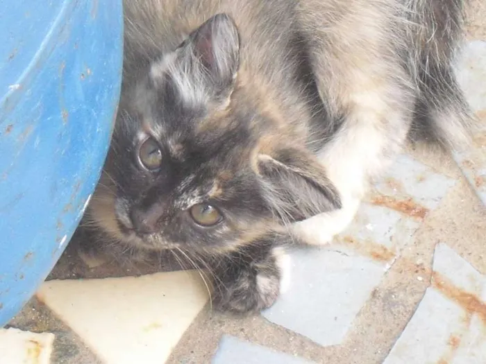 Gato ra a  idade 2 a 6 meses nome varios