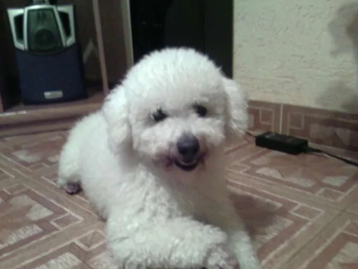 Cachorro ra a Poodle idade 7 a 11 meses nome Fox GRATIFICA