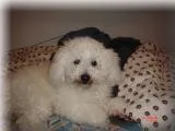 Cachorro ra a Poodle idade 7 a 11 meses nome Fox GRATIFICA