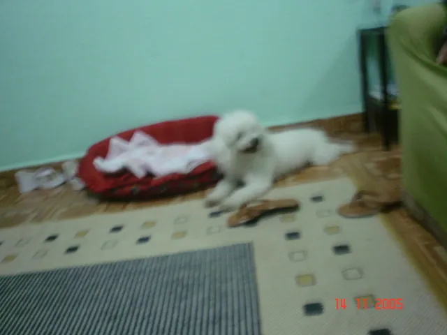 Cachorro ra a Poodle idade 7 a 11 meses nome Fox GRATIFICA