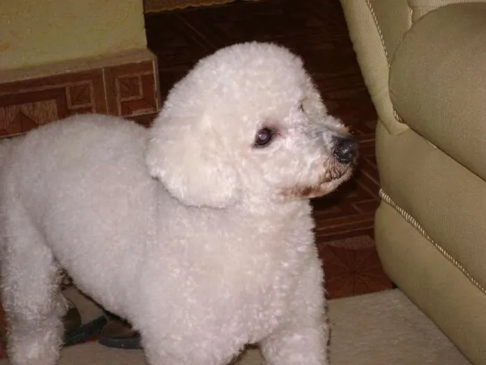 Cachorro ra a Poodle idade 7 a 11 meses nome Fox GRATIFICA