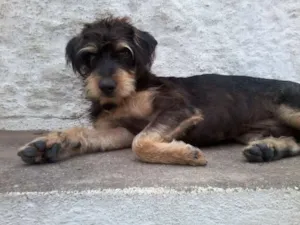 Cachorro raça viralata idade 1 ano nome raimundinho