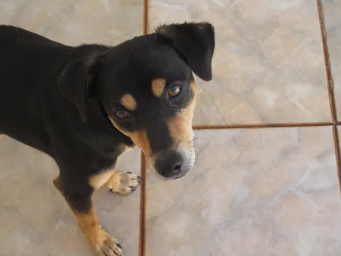 Cachorro ra a SRD idade 2 anos nome Sansão