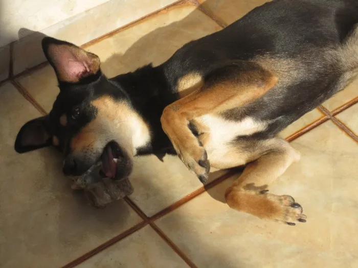 Cachorro ra a SRD idade 2 anos nome Sansão