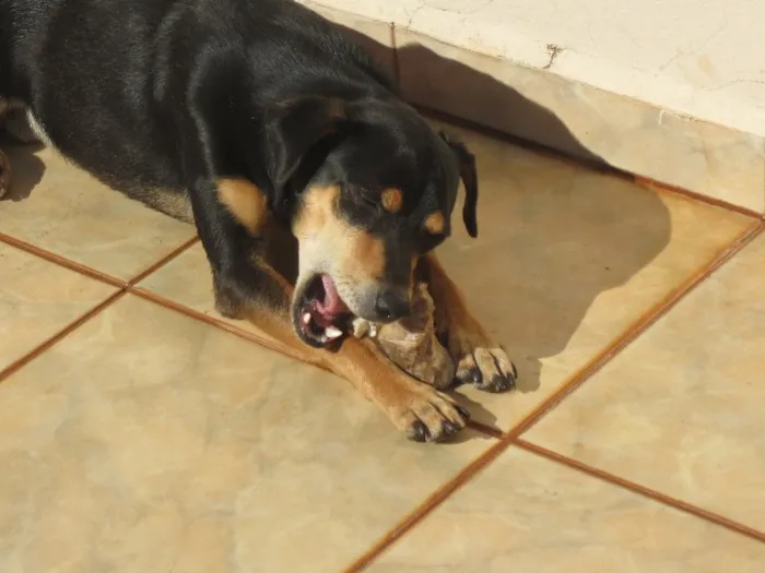 Cachorro ra a SRD idade 2 anos nome Sansão