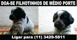 Cachorro raça vira-lata idade Abaixo de 2 meses nome raposinha