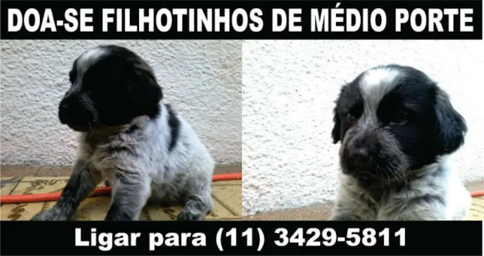 Cachorro ra a vira-lata idade Abaixo de 2 meses nome raposinha
