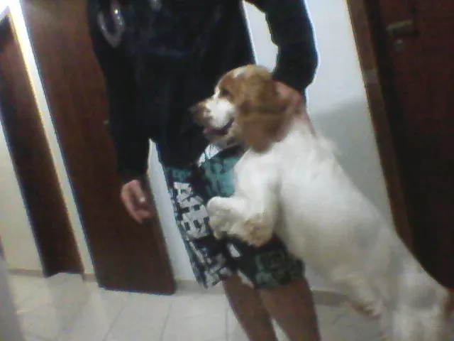 Cachorro ra a Cocker idade 2 anos nome DOLÊ