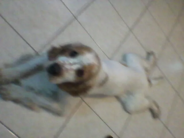 Cachorro ra a Cocker idade 2 anos nome DOLÊ
