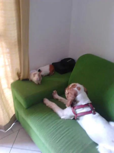 Cachorro ra a Cocker idade 2 anos nome DOLÊ