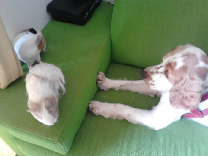 Cachorro ra a Cocker idade 2 anos nome DOLÊ