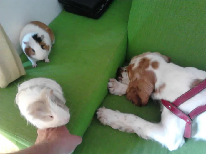 Cachorro ra a Cocker idade 2 anos nome DOLÊ