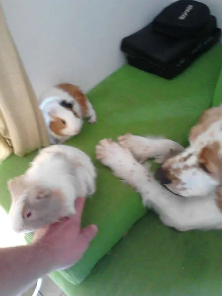 Cachorro ra a Cocker idade 2 anos nome DOLÊ