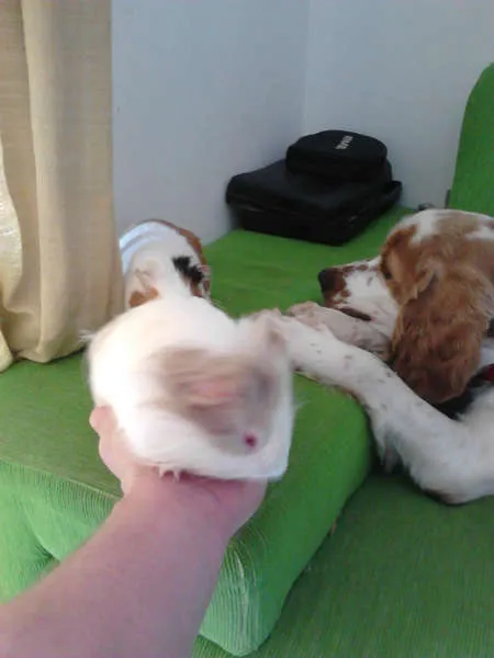 Cachorro ra a Cocker idade 2 anos nome DOLÊ