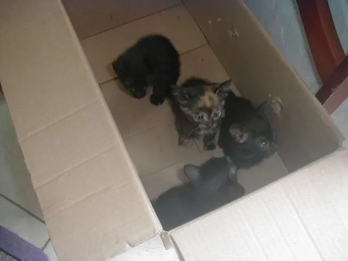 Gato ra a SRD idade Abaixo de 2 meses nome SEM NOME