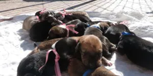 Cachorro raça  idade Abaixo de 2 meses nome 13 filhotinhos lindos