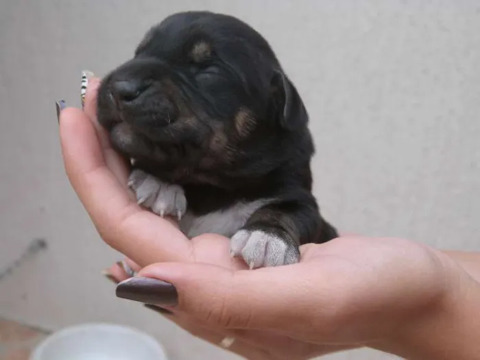 Cachorro ra a  idade Abaixo de 2 meses nome 13 filhotinhos lindos