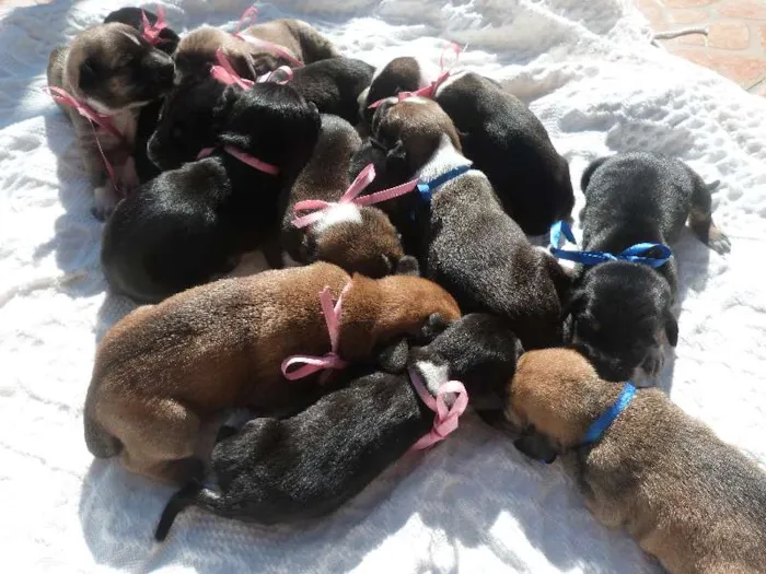 Cachorro ra a  idade Abaixo de 2 meses nome 13 filhotinhos lindos
