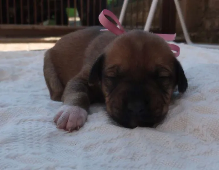 Cachorro ra a  idade Abaixo de 2 meses nome 13 filhotinhos lindos