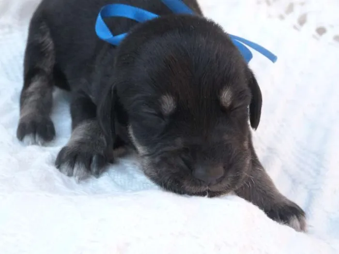 Cachorro ra a  idade Abaixo de 2 meses nome 13 filhotinhos lindos