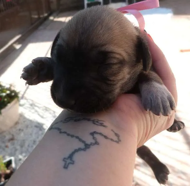 Cachorro ra a  idade Abaixo de 2 meses nome 13 filhotinhos lindos