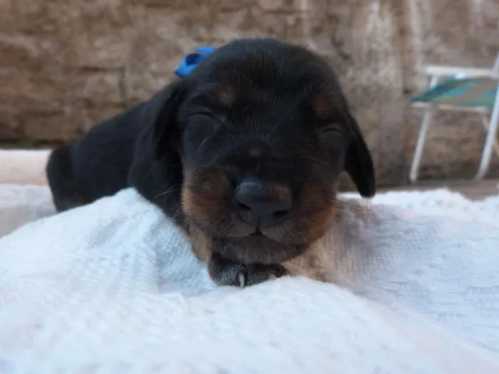 Cachorro ra a  idade Abaixo de 2 meses nome 13 filhotinhos lindos