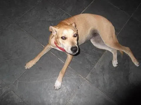 Cachorro ra a SRD idade 1 ano nome São Vicente