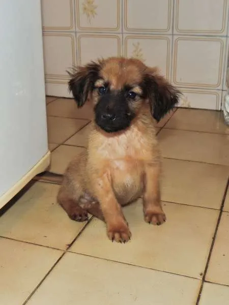 Cachorro ra a mista  idade 2 a 6 meses nome Amendoim
