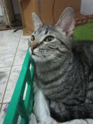 Gato raça SRD idade 2 a 6 meses nome Carol